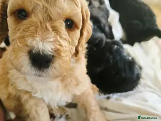 Cockapoo dogs Cockapoo puppies for sale - Advert 19