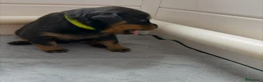 Rottweiler 4