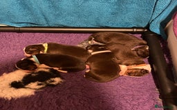 Border Collie dogs for sale: BorderCollie Pups: unique chocolate tri rough coat - Advert 3