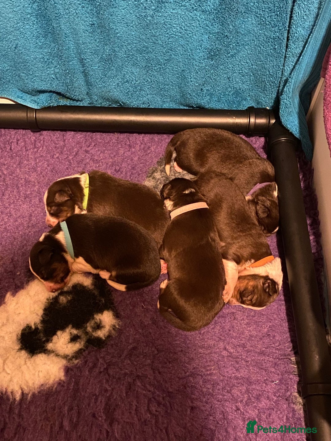 Border Collie dogs for sale: BorderCollie Pups: unique chocolate tri rough coat - Advert 3