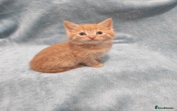 Mixed Breed cats for sale: Beautiful kittes Videos - Advert 11