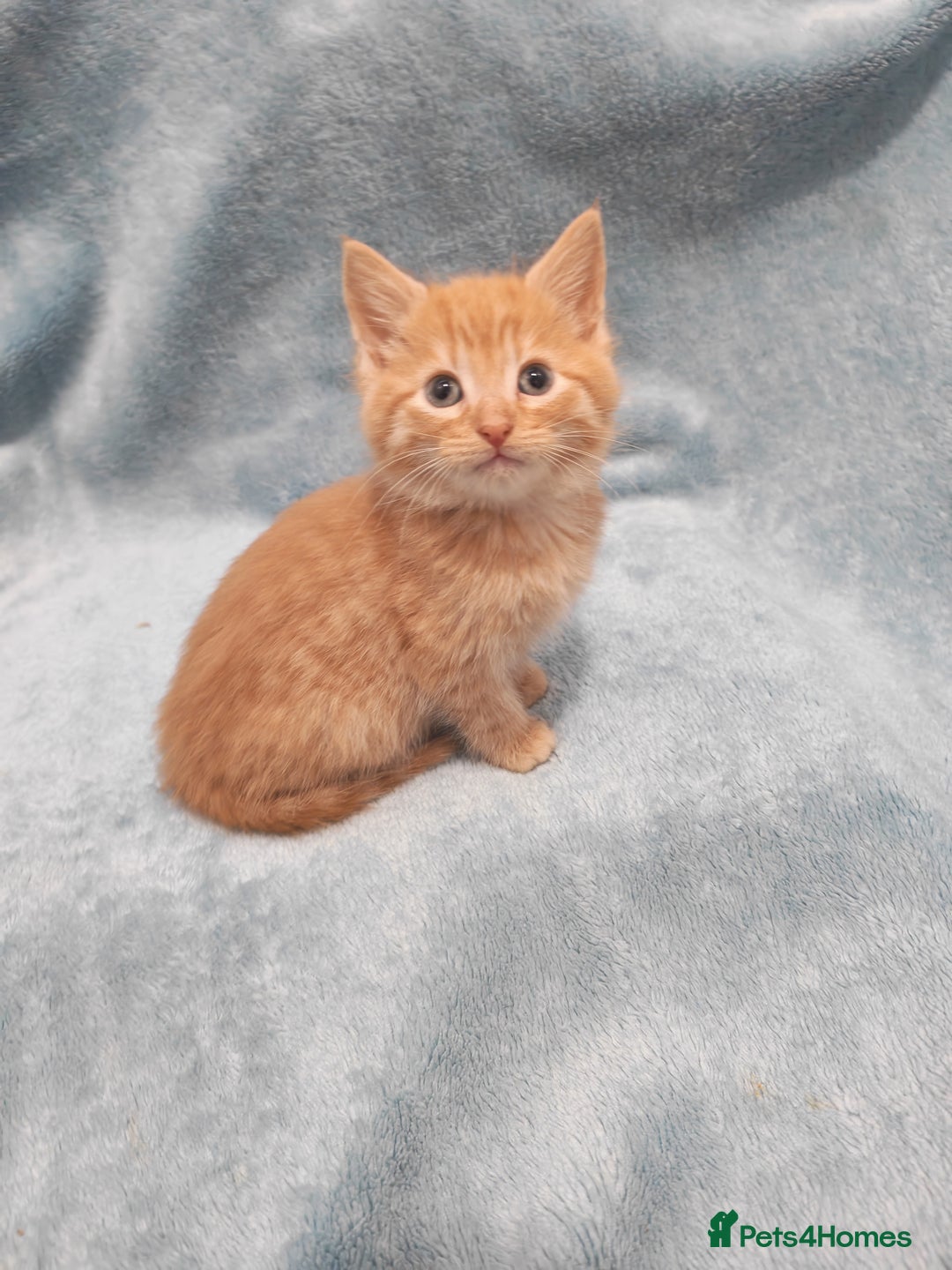 Mixed Breed cats for sale: Beautiful kittes Videos - Advert 11