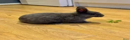 Mixed Breed rabbits for sale: Cute Grey Female Rabbit 11 weeks old - Advert 4