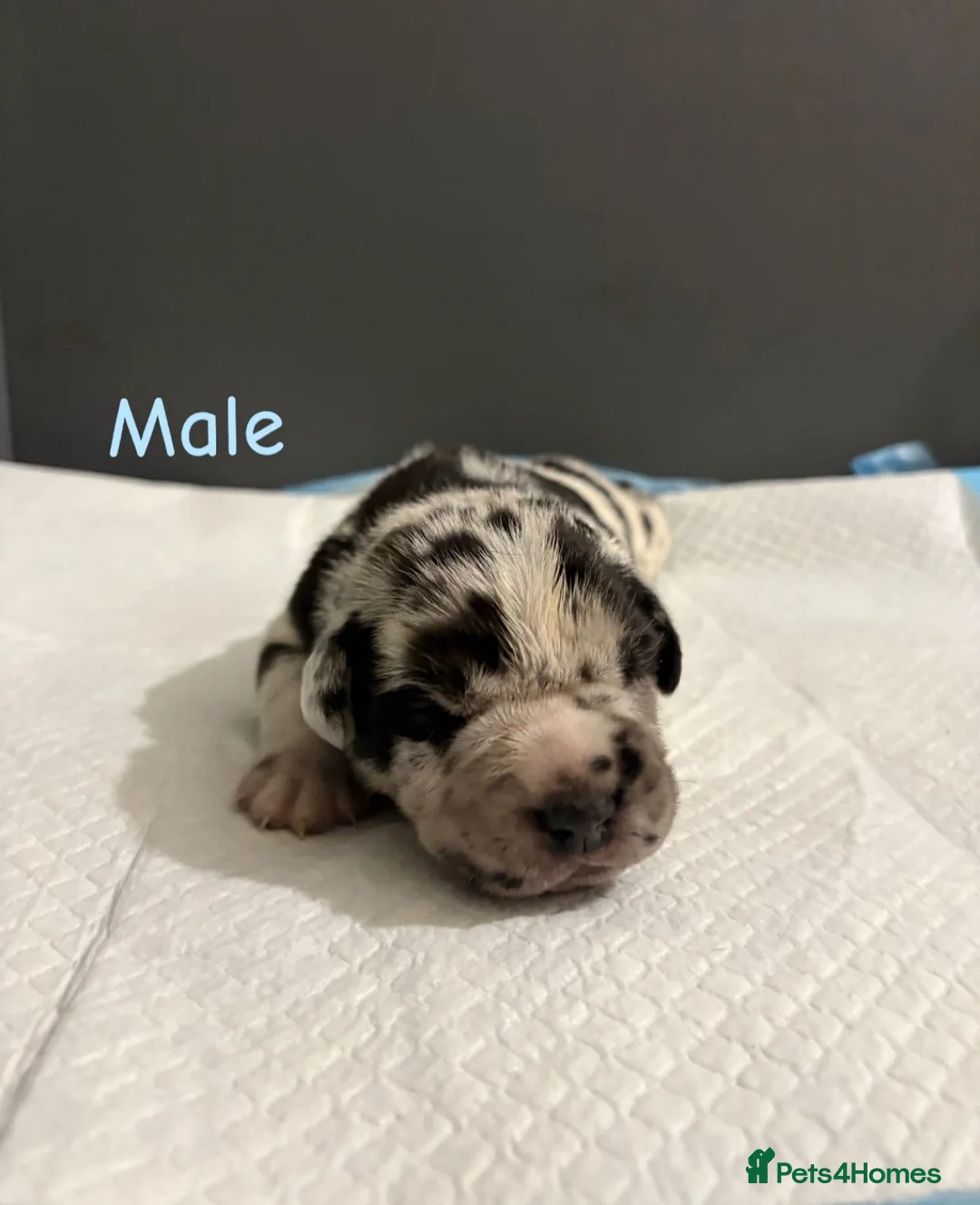 Mixed Breed dogs for sale: Stunning litter of 7 Presa Canario X Bandog - Advert 8