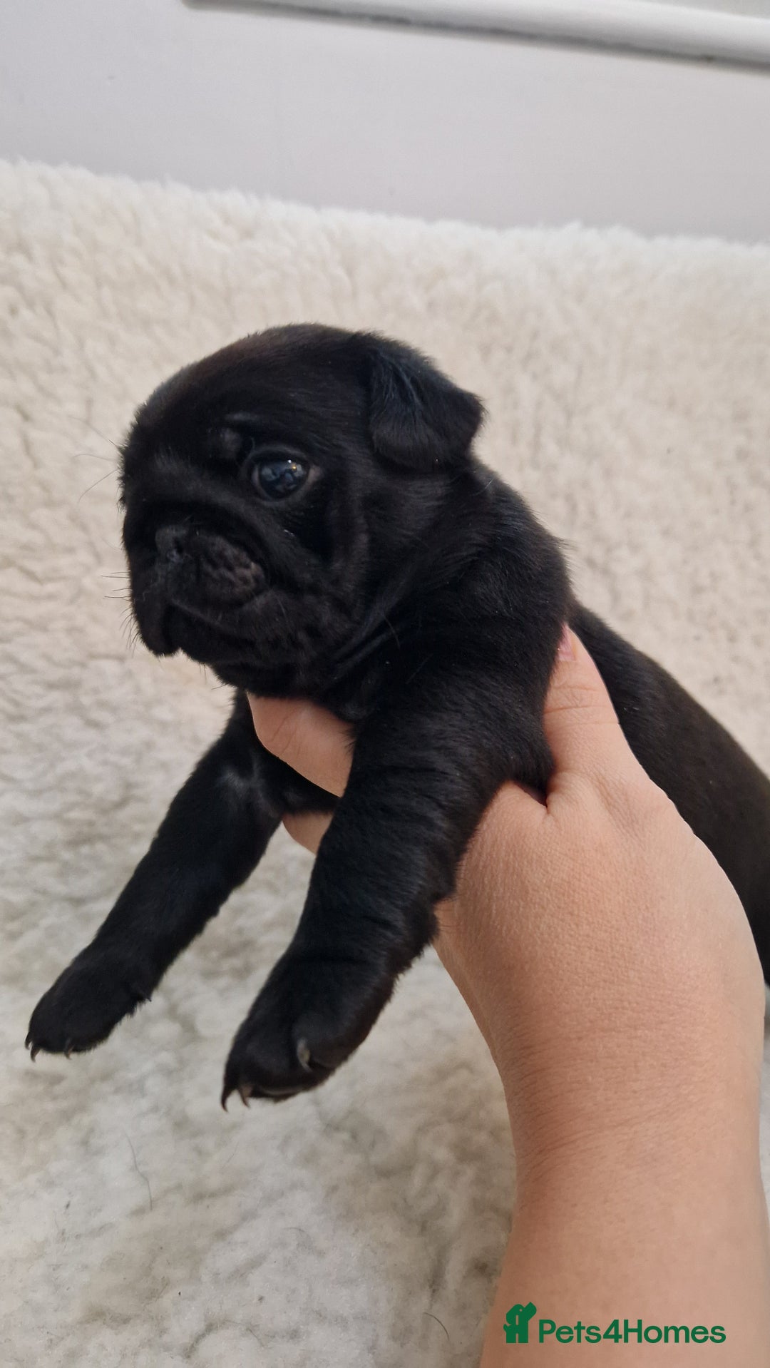 Pug dogs for sale: 2 Adorable pug puppies for sale  - Advert 1