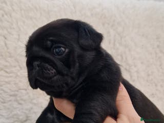 Pug dogs 2 Adorable pug puppies for sale - Advert 6