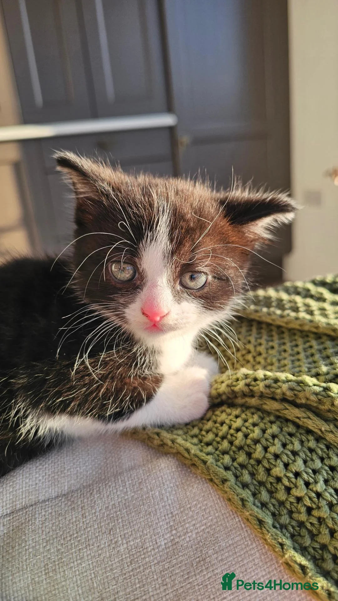 Mixed Breed cats for sale: Kitten for sale - Advert 2