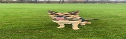 Mixed Breed dogs for sale: rottweiler and German Shepherd puppies - Advert 5