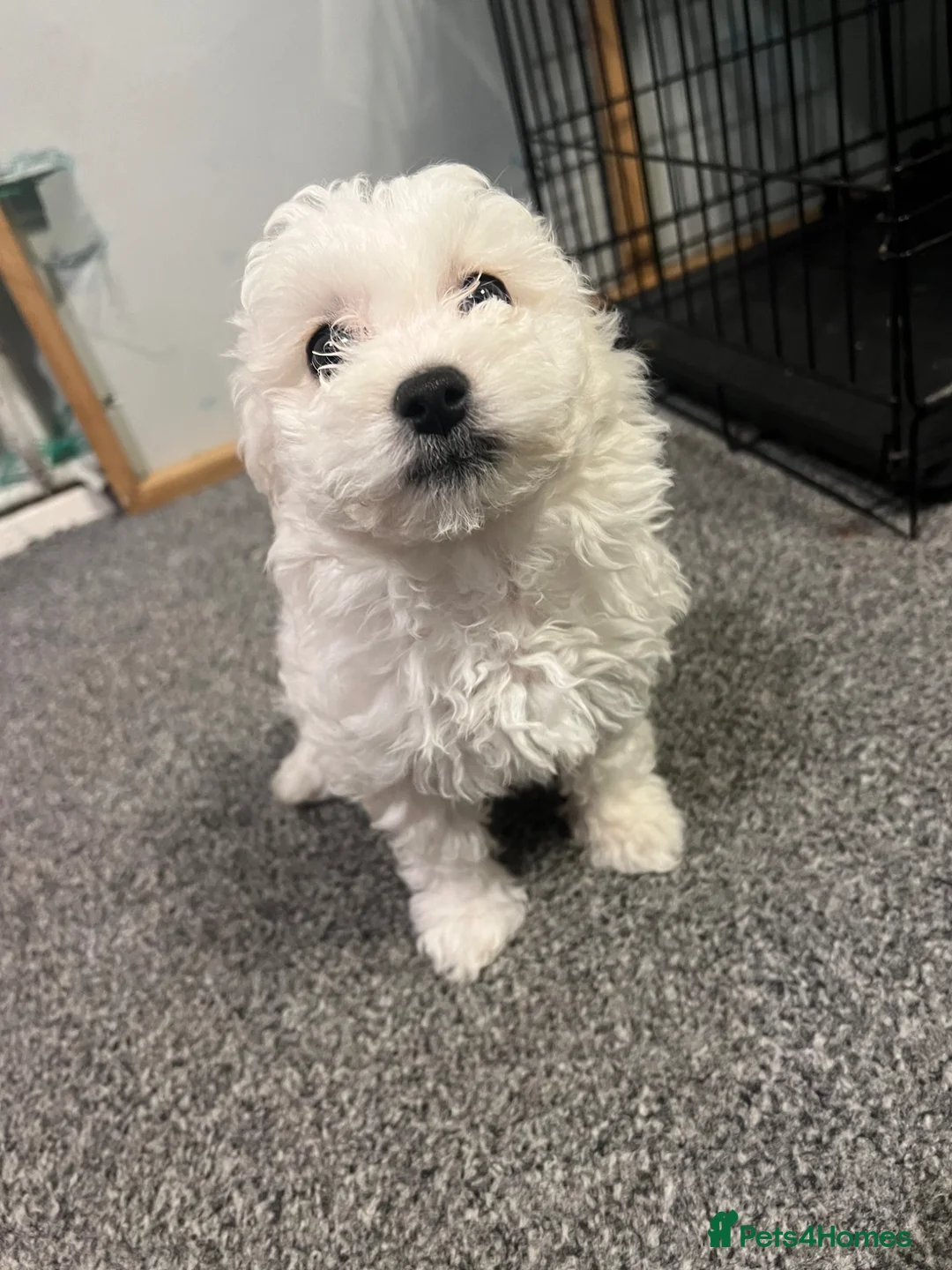 Mixed Breed dogs for sale: Puppies - Advert 12