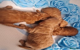 Toy Poodle dogs for sale: Tiny kc puppies,DNA&Genetic tested parents  - Image 33