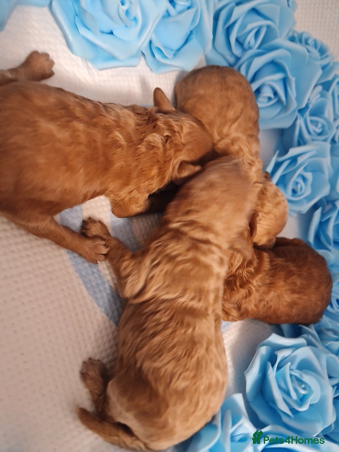 Toy Poodle dogs for sale: Tiny kc puppies,DNA&Genetic tested parents  - Image 33