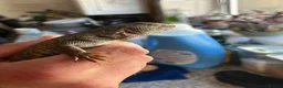 Lizard reptiles for sale: Uromastyx Nigriventris in Brierley Hill - Advert 4
