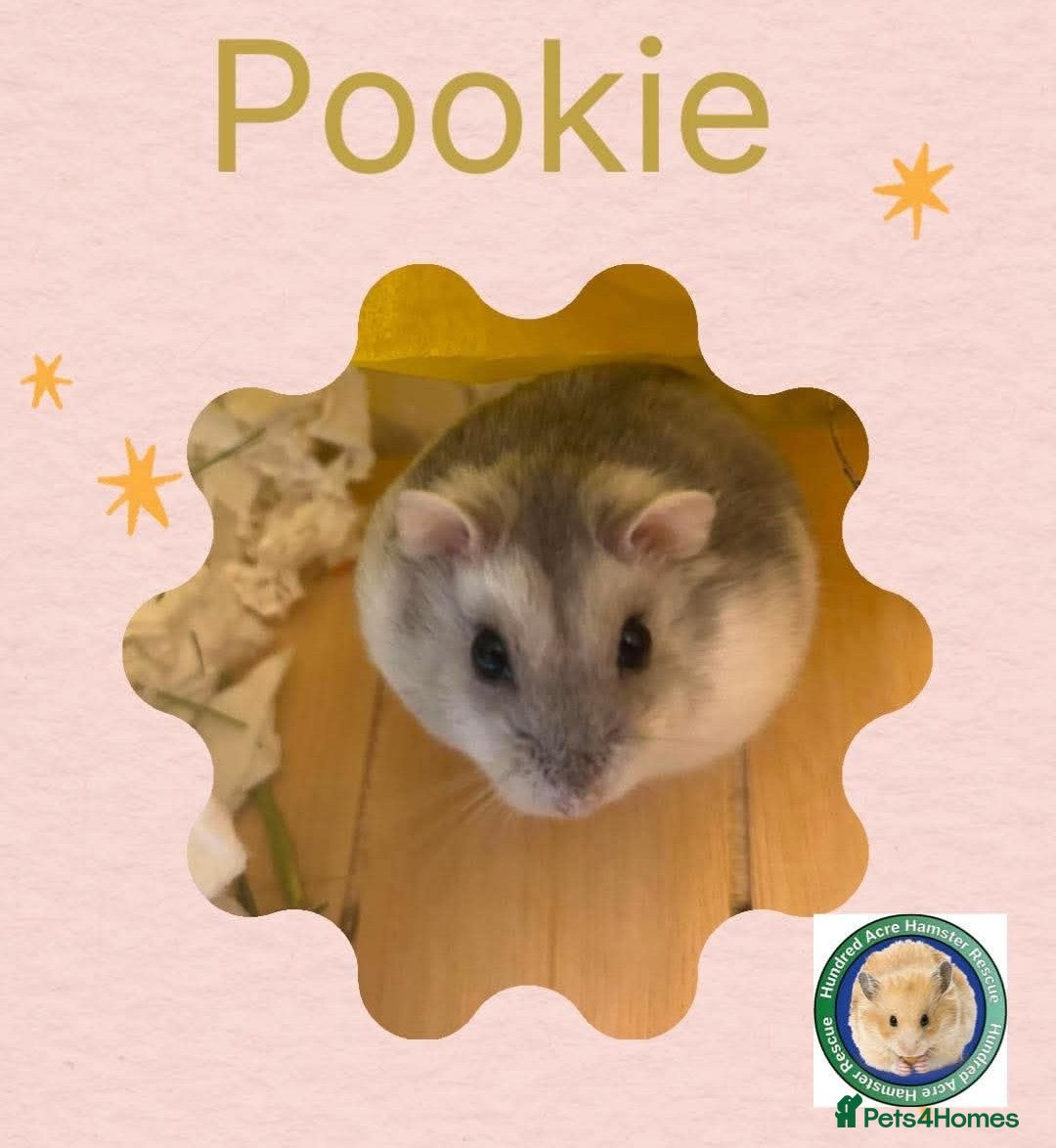 Hamster rodents Pookie - 100 Acre Hamster Rescue - Advert 1