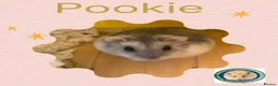 Hamster rodents for sale: Pookie - 100 Acre Hamster Rescue - Advert 1