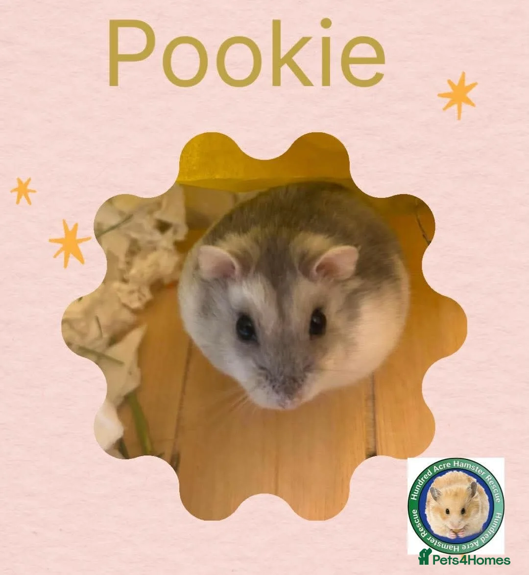 Hamster rodents for sale: Pookie - 100 Acre Hamster Rescue - Advert 1