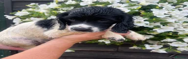 English Springer Spaniel 1