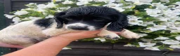 English Springer Spaniel dogs for sale: KC Registered Springer Spaniel Pups - Advert 10