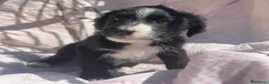 Mixed Breed Puppy 3