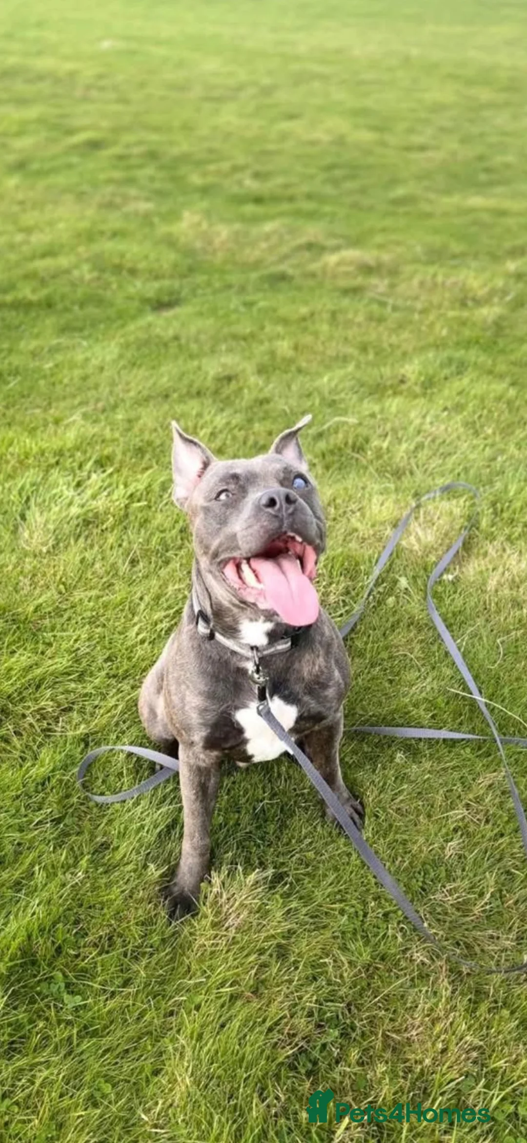 Staffordshire Bull Terrier dogs for sale: One year old Staffy - Advert 1