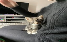 Mixed Breed cats for sale: Four kittens  - Advert 3