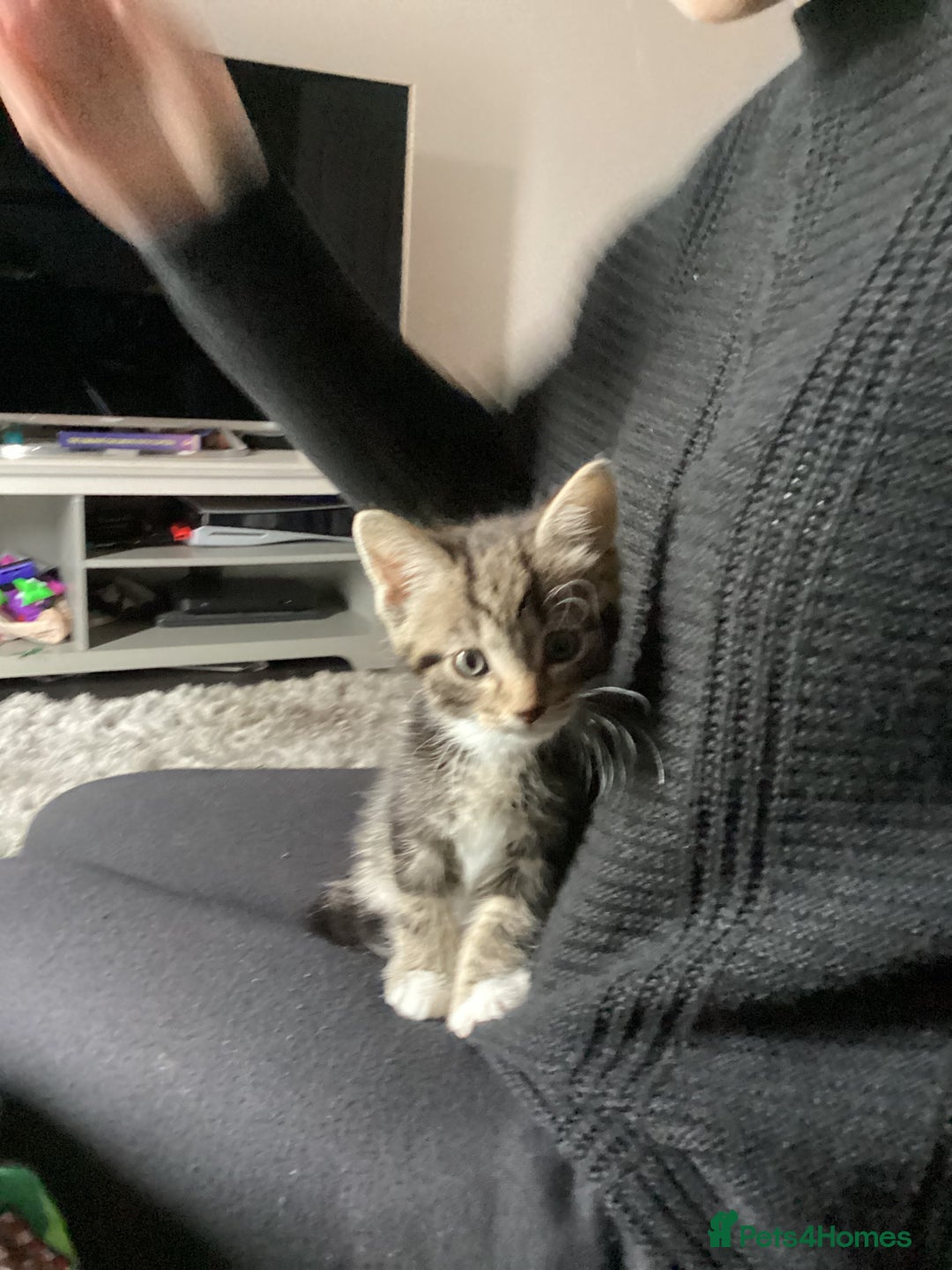 Mixed Breed cats for sale: Four kittens  - Advert 3