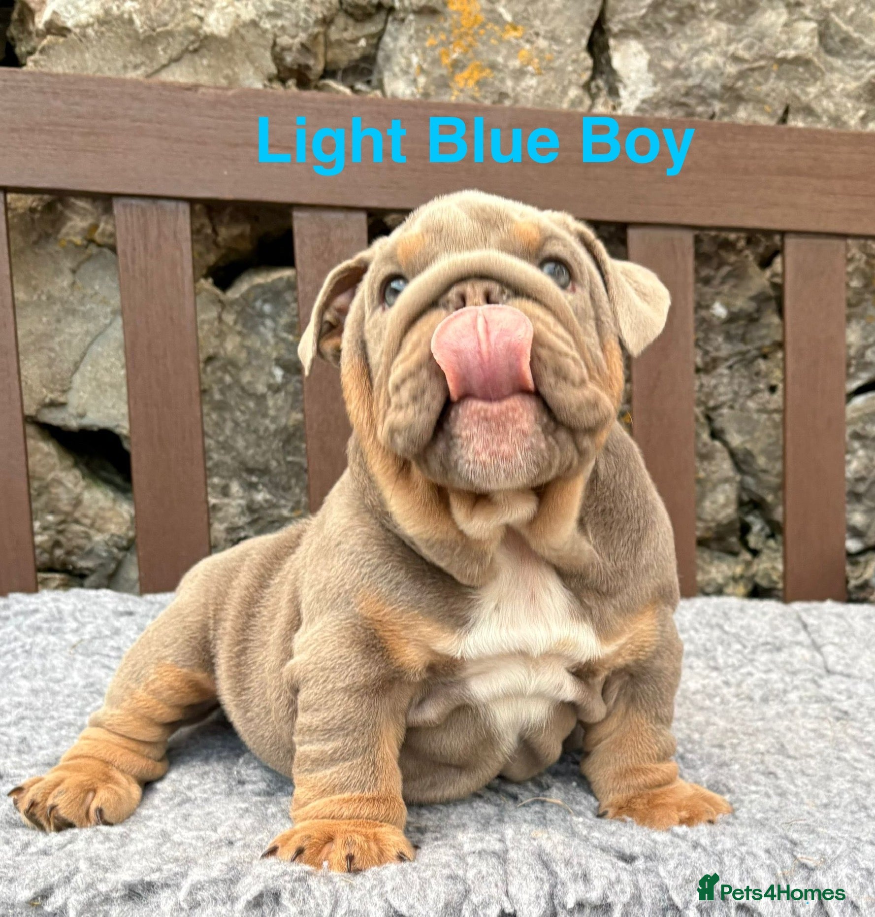 English Bulldog dogs Ready Today.. 1 boy 1 girl left ❤️💙 - Advert 4