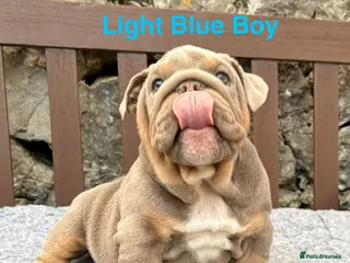 English Bulldog dogs Ready Today.. 1 boy 1 girl left ❤️💙 - Advert 1