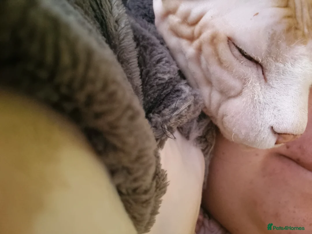 Sphynx cats for stud: Beautiful strong sphynx boy in Dewsbury - Advert 20