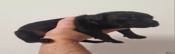 Staffordshire Bull Terrier dogs for sale: Amazing Rainbow litter of Puppy's  - Advert 16