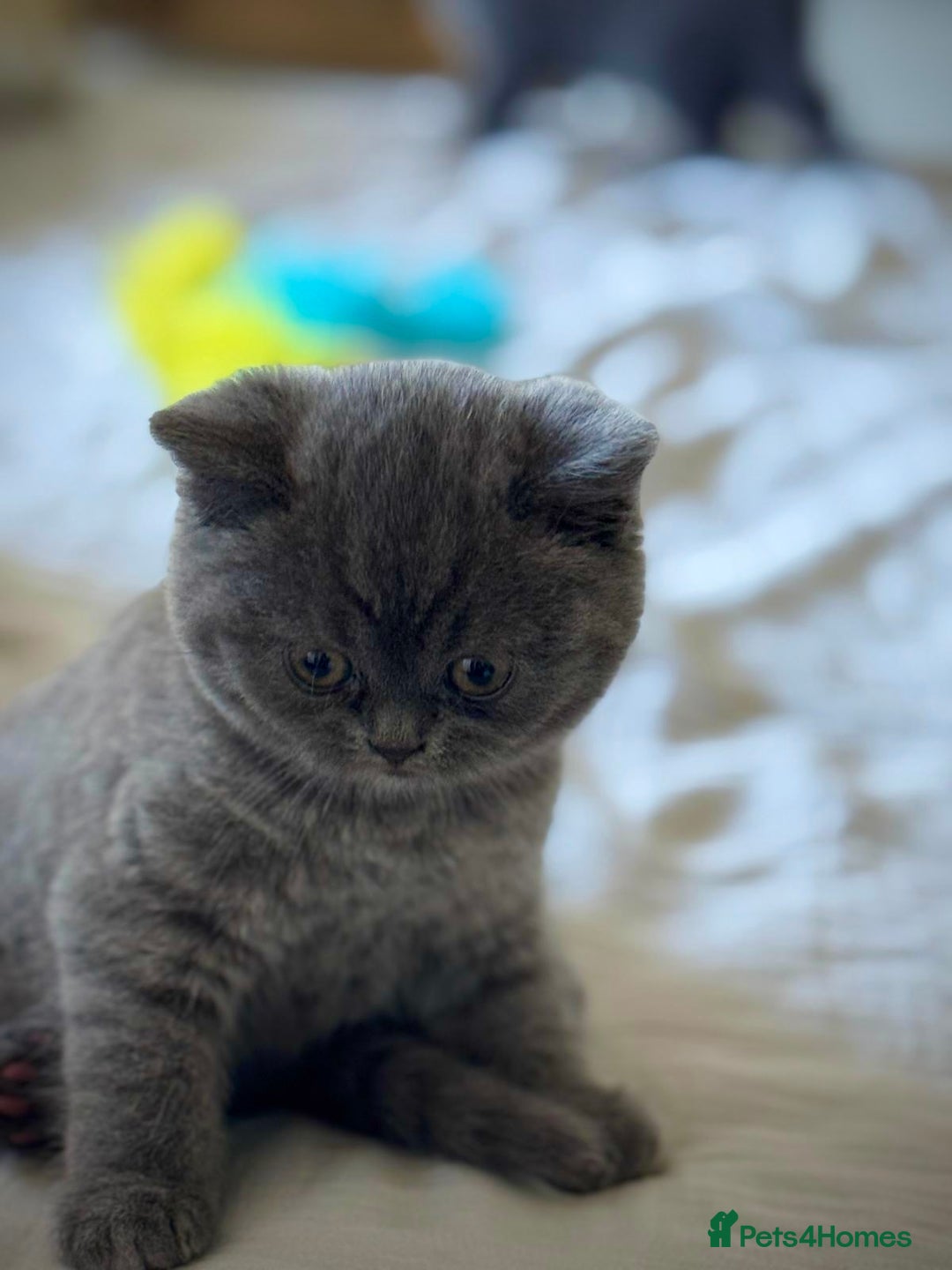 British Shorthair cats for sale: British Shorthair Kittens - Advert 9