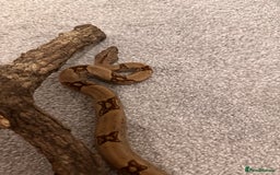 Boa Snake reptiles for sale: Male boa - Image 5