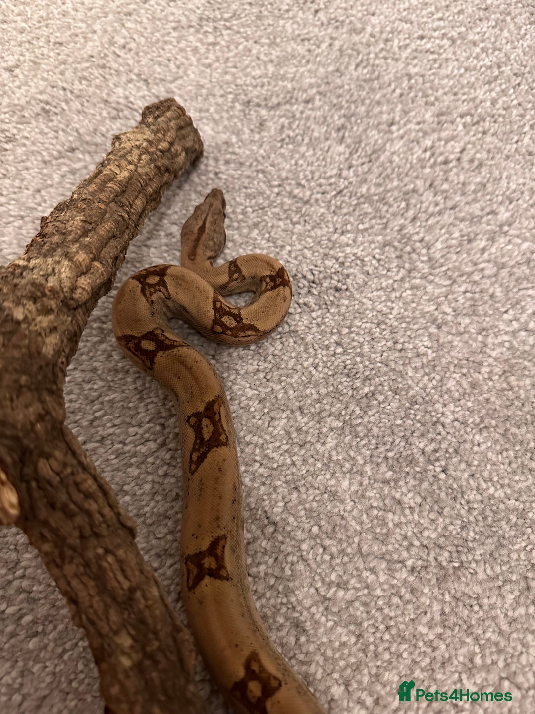 Boa Snake reptiles for sale: Male boa - Image 5