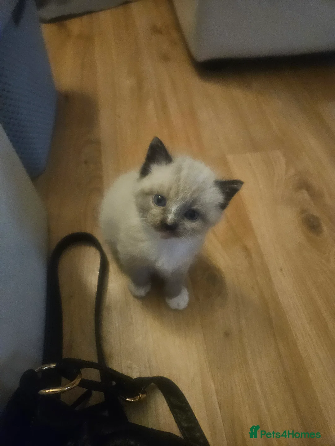 Mixed Breed cats for sale: 5 beautiful kittens available - Advert 3