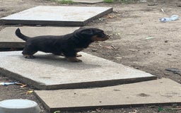 Rottweiler dogs for sale: 5 chunky pure pedigree Rottweiler pups - Image 35