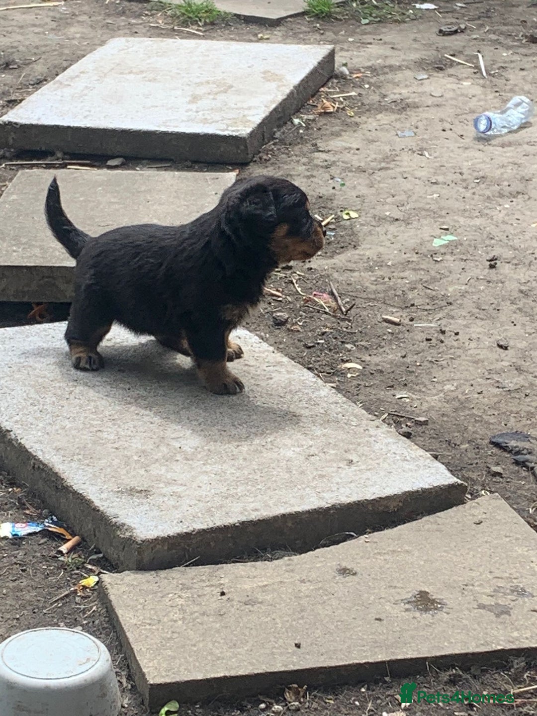 Rottweiler dogs for sale: 5 chunky pure pedigree Rottweiler pups - Image 35