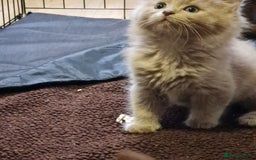 Ragdoll cats for sale: Ragdoll cross siamese kittens  - Image 4