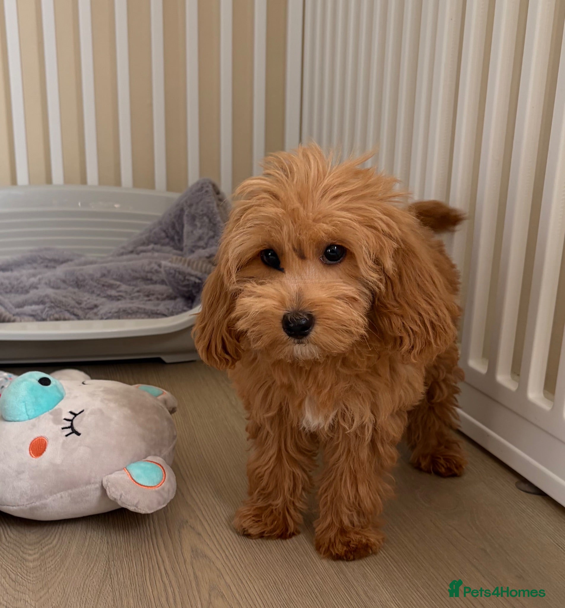 Cockapoo dogs Health tested cockapoo puppies  - Advert 1