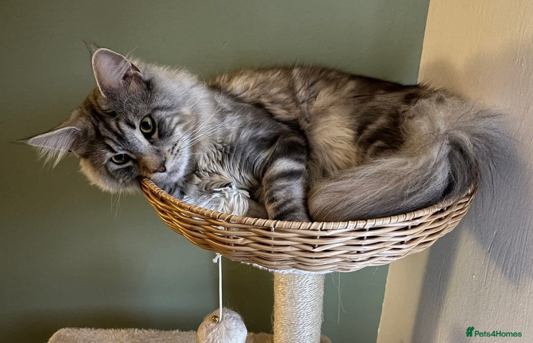 Maine Coon cats for sale: Gorgeous maine coon kittens - Image 17