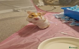 Hamster rodents for sale: Hamster with cage & accessories  - Image 8