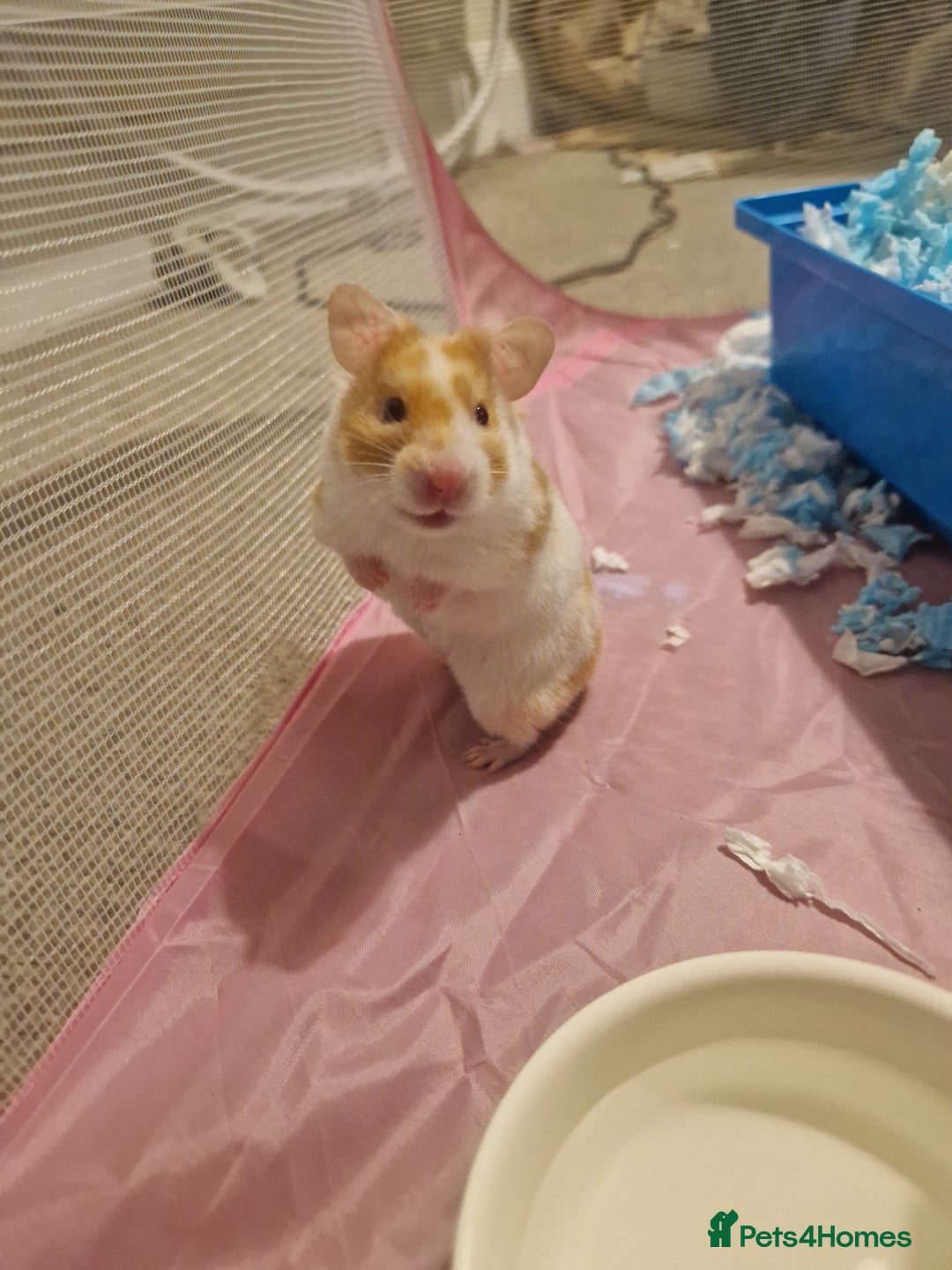 Hamster rodents for sale: Hamster with cage & accessories  - Image 8