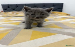 British Shorthair cats for sale: British short hair  - Image 2