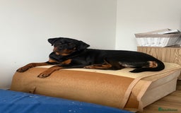 Rottweiler dogs for sale: 8 month old female Rottweiler for sale  - Image 1