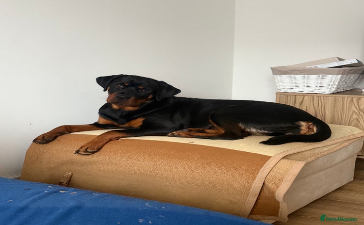 Rottweiler dogs - Advert 1