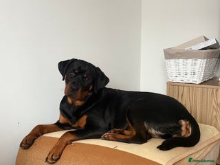 Rottweiler dogs - Advert 10