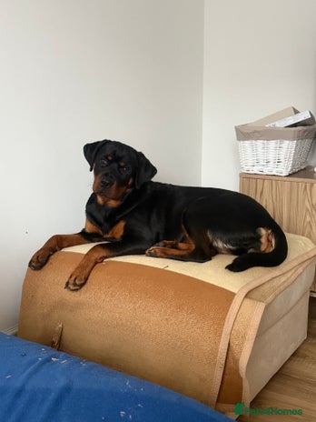 Rottweiler dogs - Advert 11