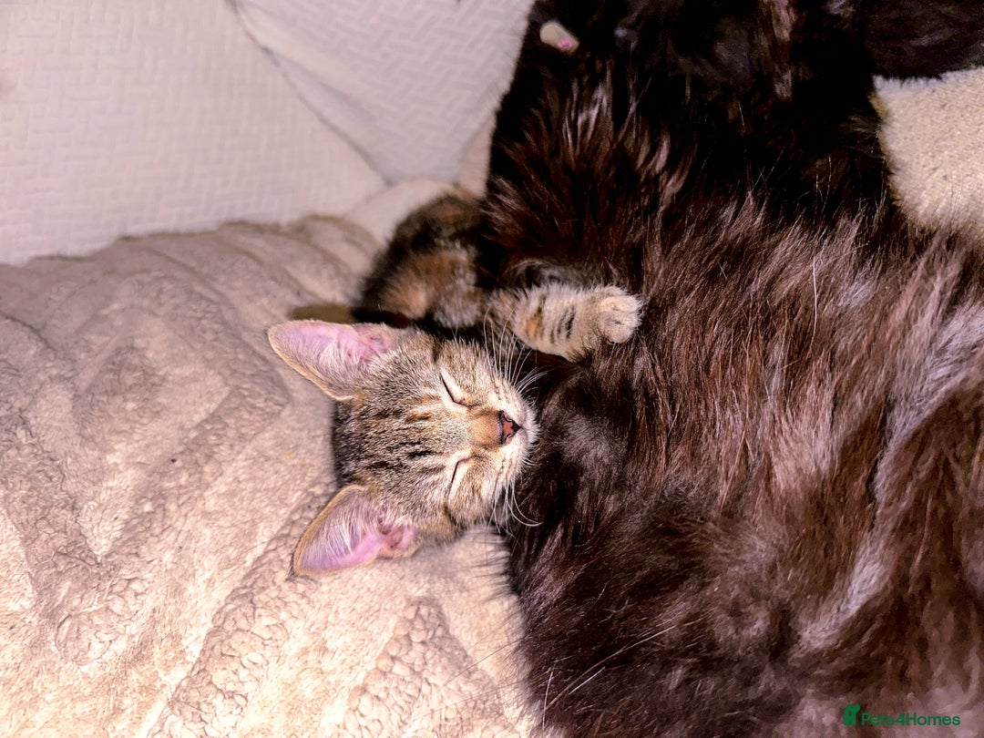 Mixed Breed cats for sale: Pretty little girls  - Image 5