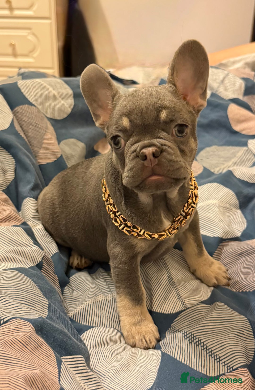 French Bulldog dogs for sale: Lilac tan female puppy 10 weeks old - Advert 5