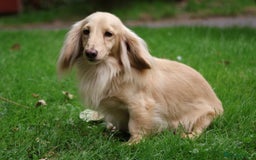 Miniature Dachshund dogs for stud: Long Haired Cream, no dilute, Pra Clear, Kc Regg - Image 25