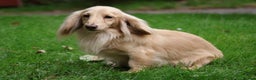 Miniature Dachshund dogs for stud: Long Haired Cream, no dilute, Pra Clear, Kc Regg - Advert 25