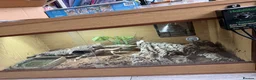 Mixed Breed reptiles for sale: Western Hognose snake and setup  in Eastleigh - Advert 5